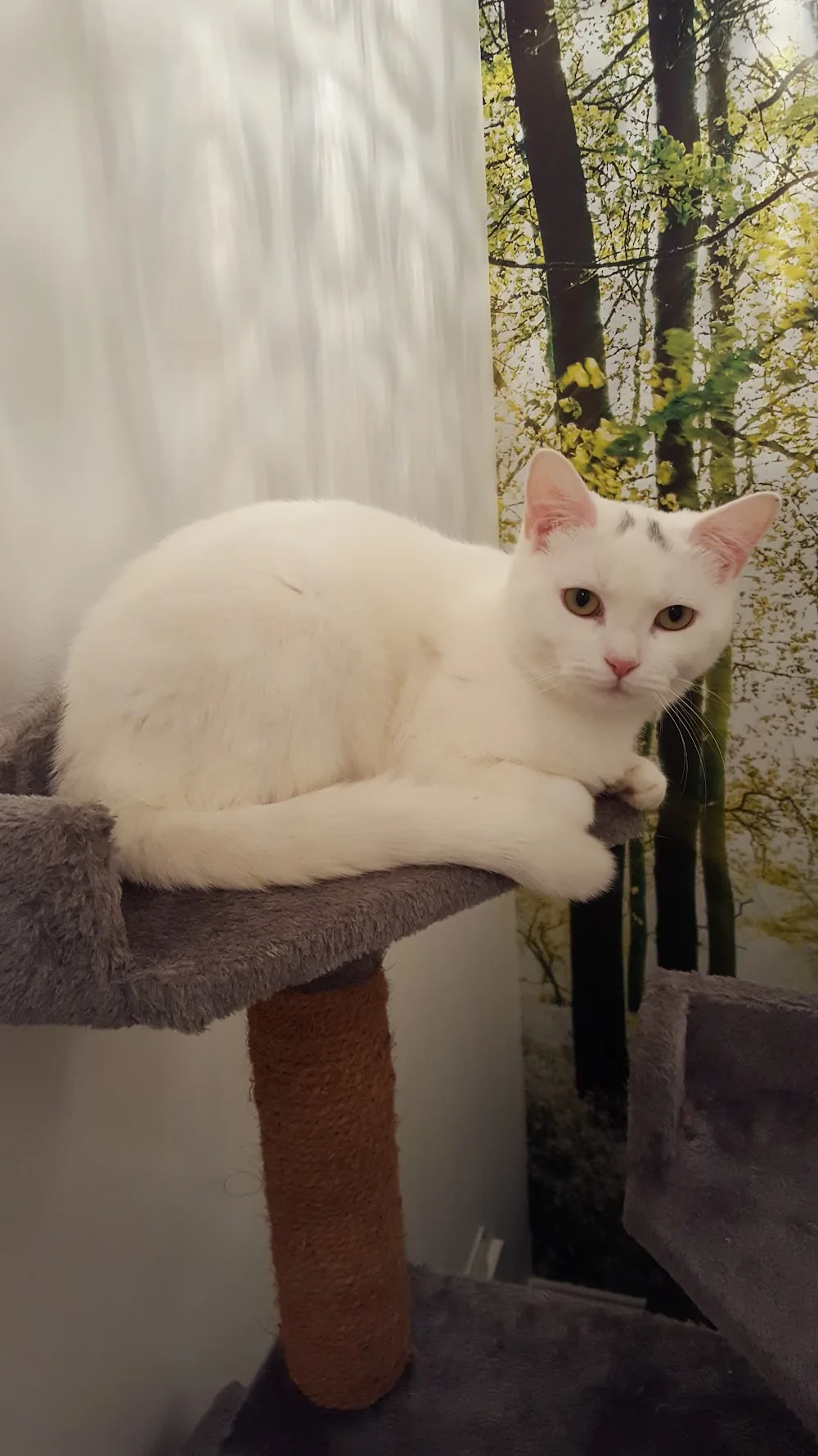 lawlor cat hotel - Havering pet otel