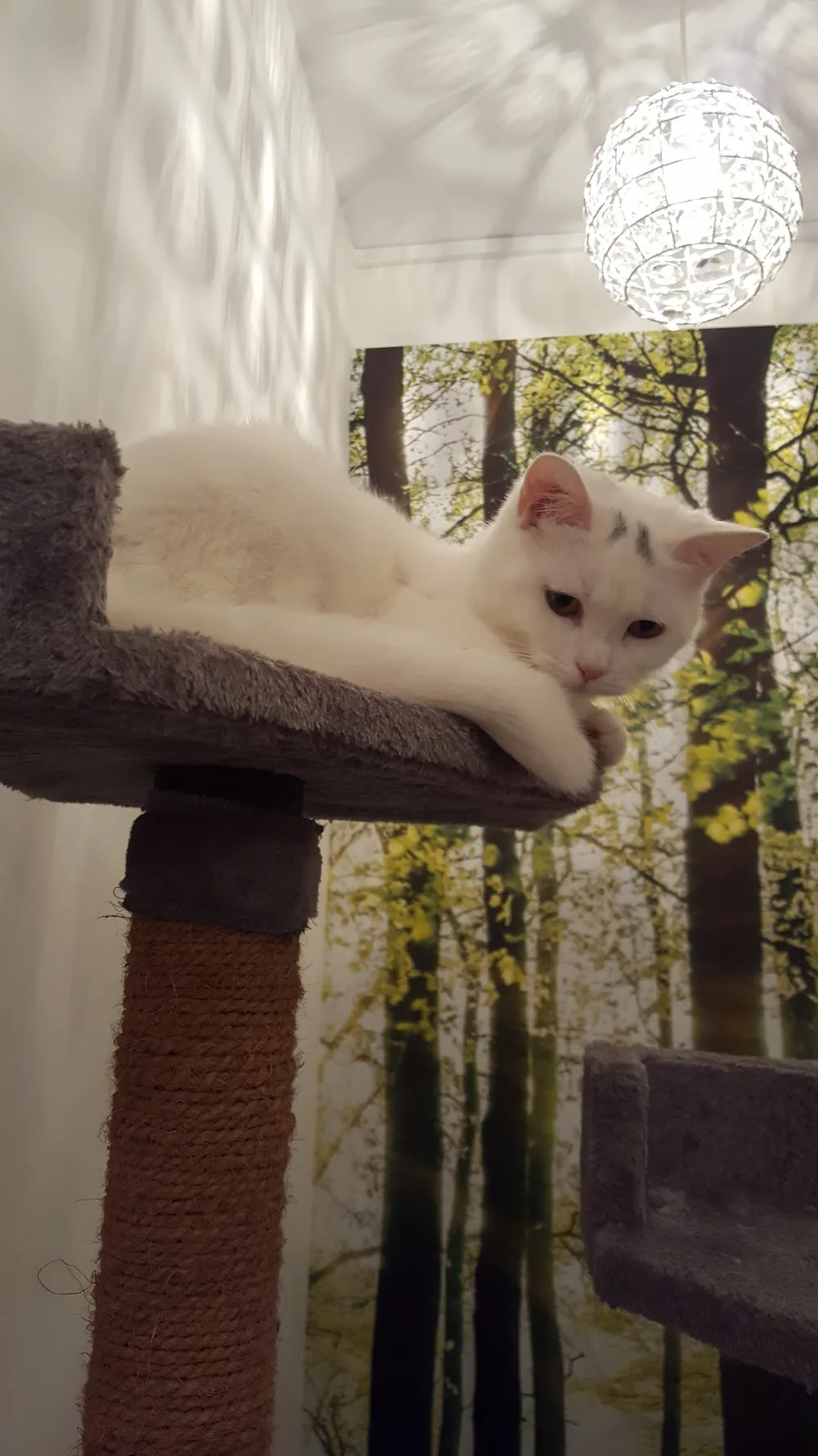 lawlor cat hotel - Havering pet otel görseli 3