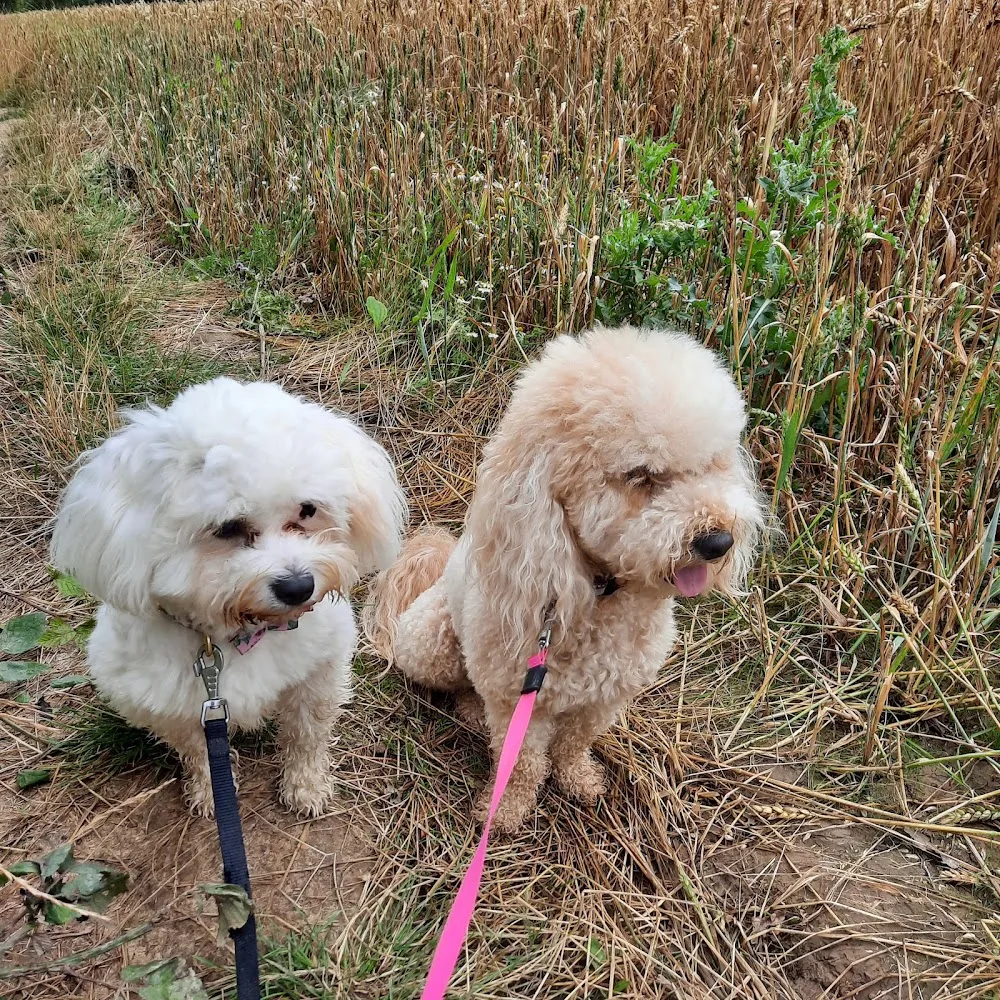 Marions Home Dog Boarding - Havering pet otel görseli 3