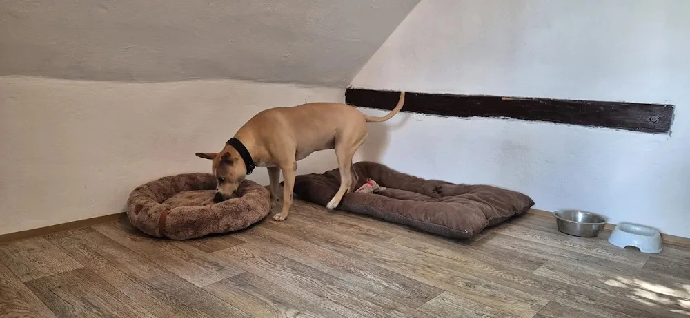 Hlídání psů vysočina - Havlíčkův Brod pet otel görseli 11