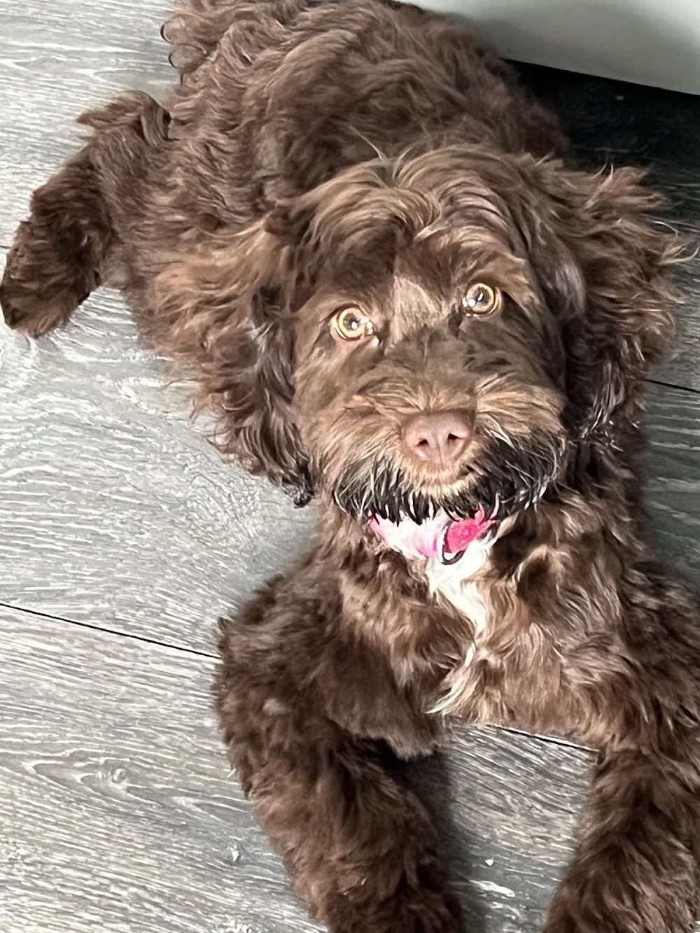 Arthurshiel Kennels - Hawick pet otel görseli 3