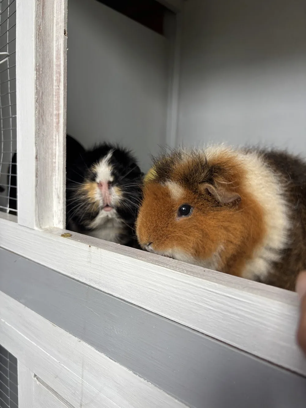 Bucklands Nest & Cattery - Hawick pet otel