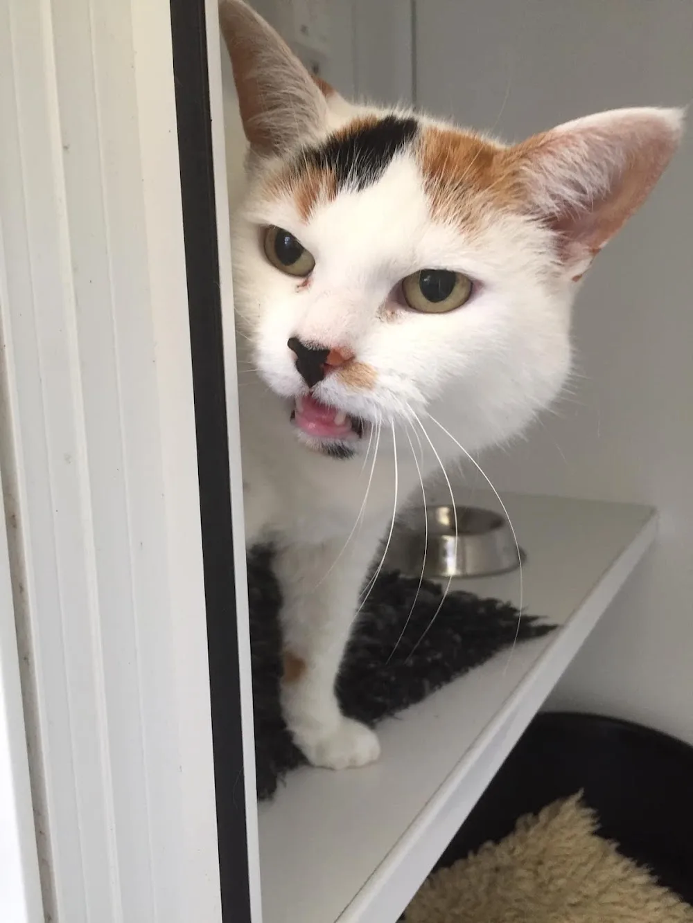 Dovecote Cattery - Hawick pet otel