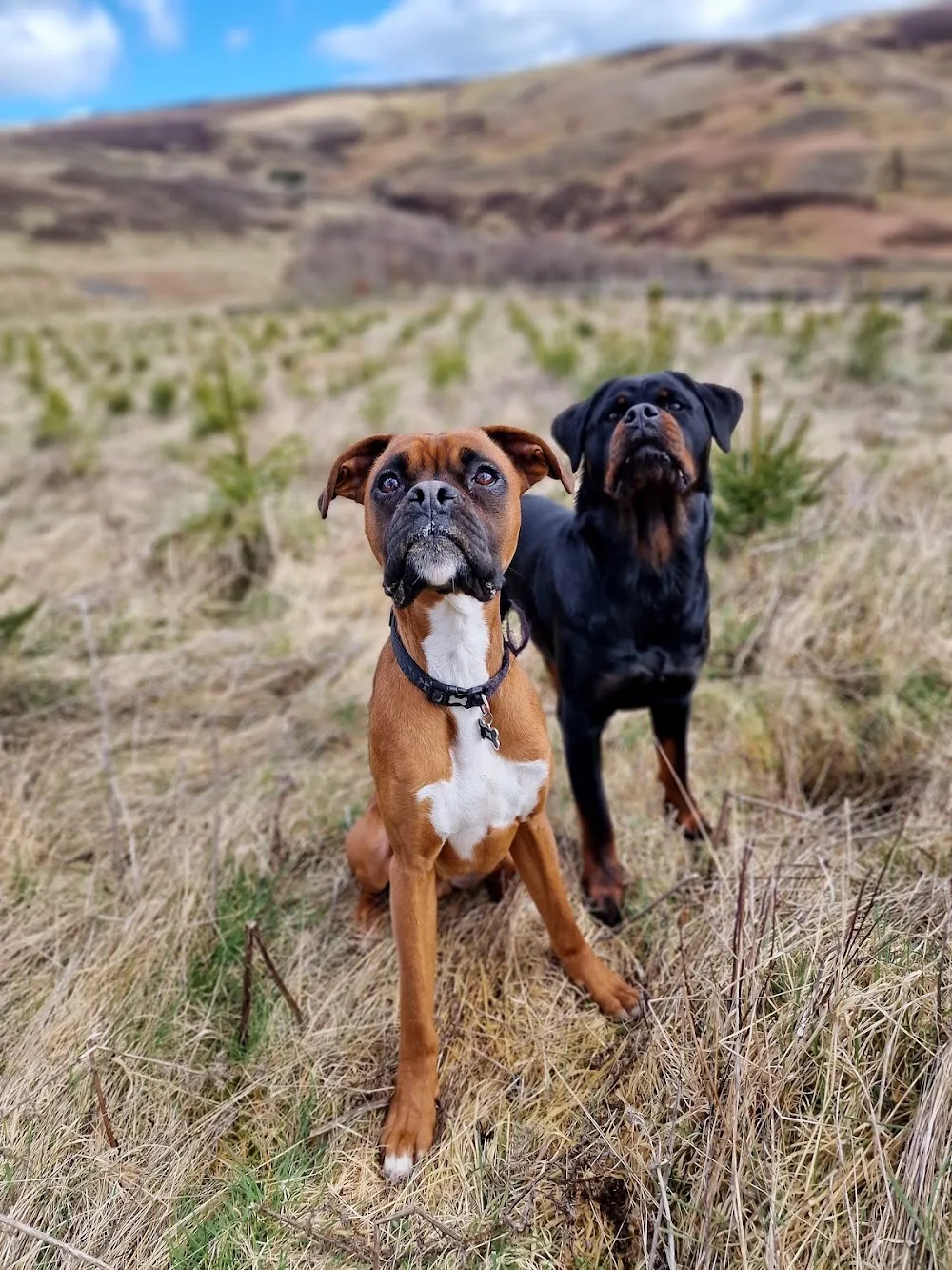 Happy Hounds - Hawick pet otel