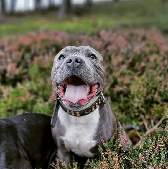 Happy Hounds - Hawick pet otel görseli 3