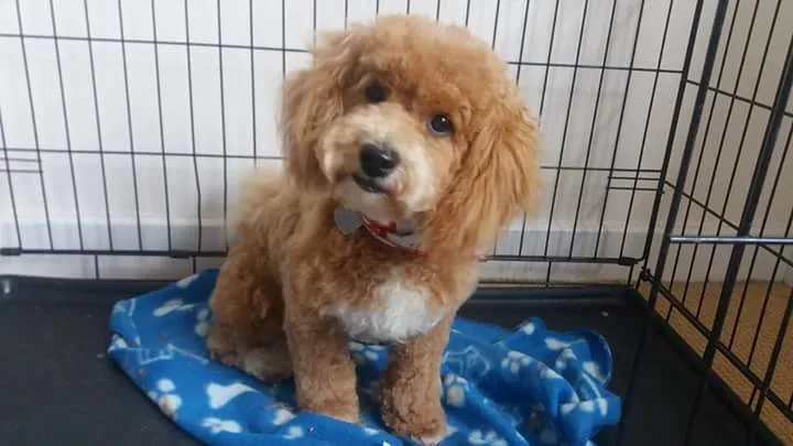 Krista's Doggy Services Pet Boarding and Grooming - Hawick pet otel