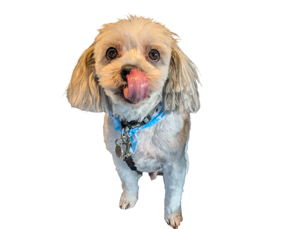 Krista's Doggy Services Pet Boarding and Grooming - Hawick pet otel görseli 3