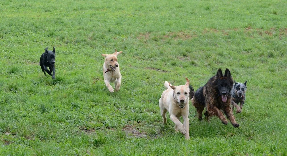 Chesterhope Kennels - Hawke's Bay pet otel görseli 2
