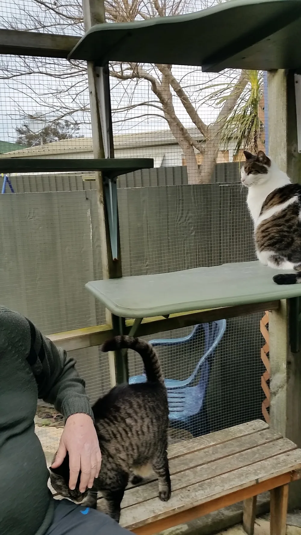 Mill Rd Cattery - Hawke's Bay pet otel