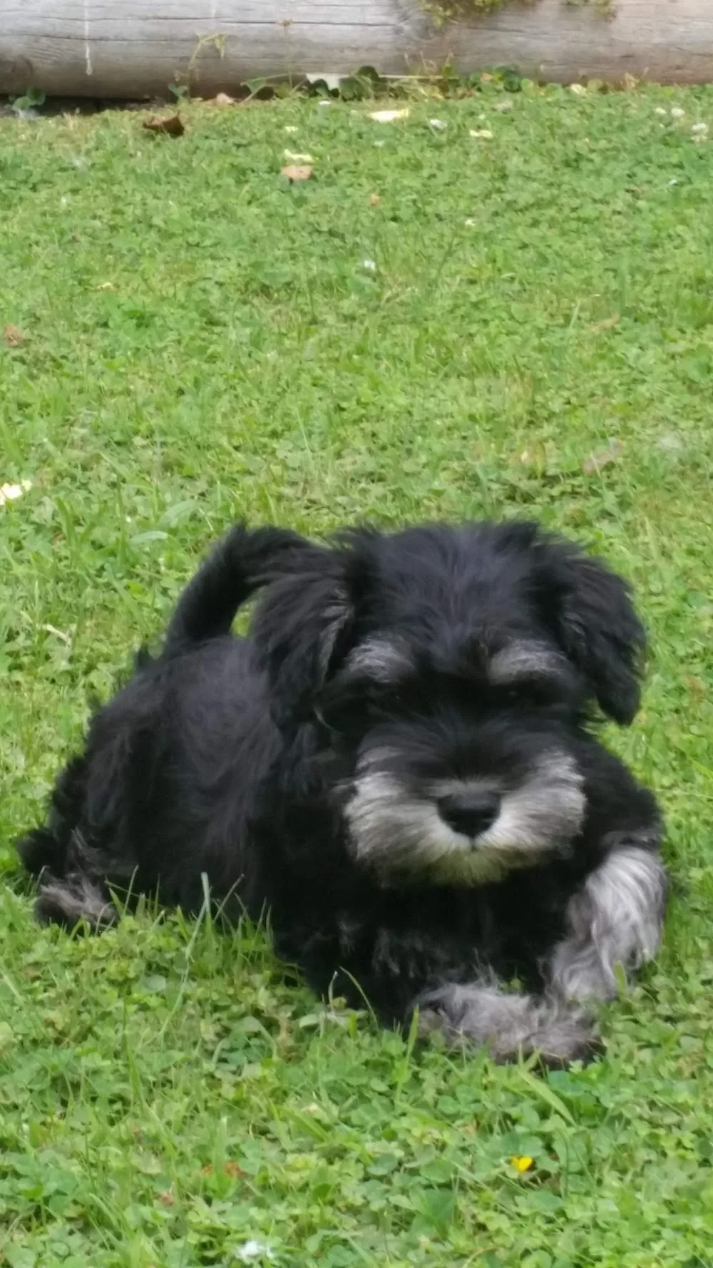 Oasis Kennels - Hawke's Bay pet otel