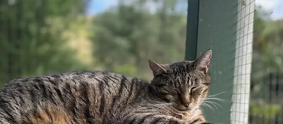 When The Cat's Away Cattery - Hawke's Bay pet otel görseli 3