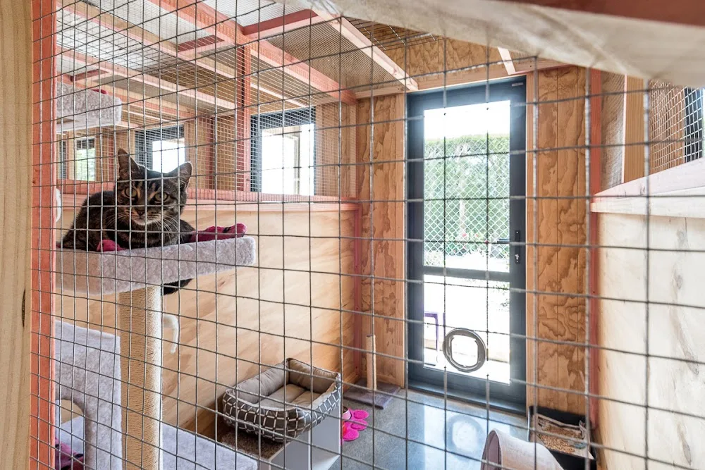 Whiskers & Paws Luxury Cat Resort - Hawke's Bay pet otel görseli 3