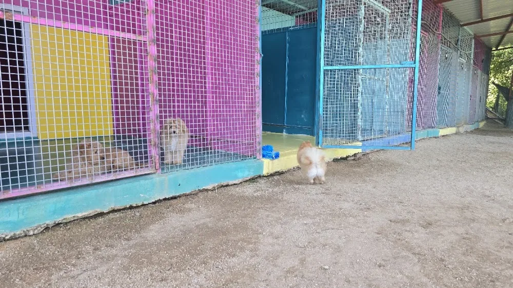 Hayat Life - Cat & Dog Hotel - Alanya pet otel görseli 3