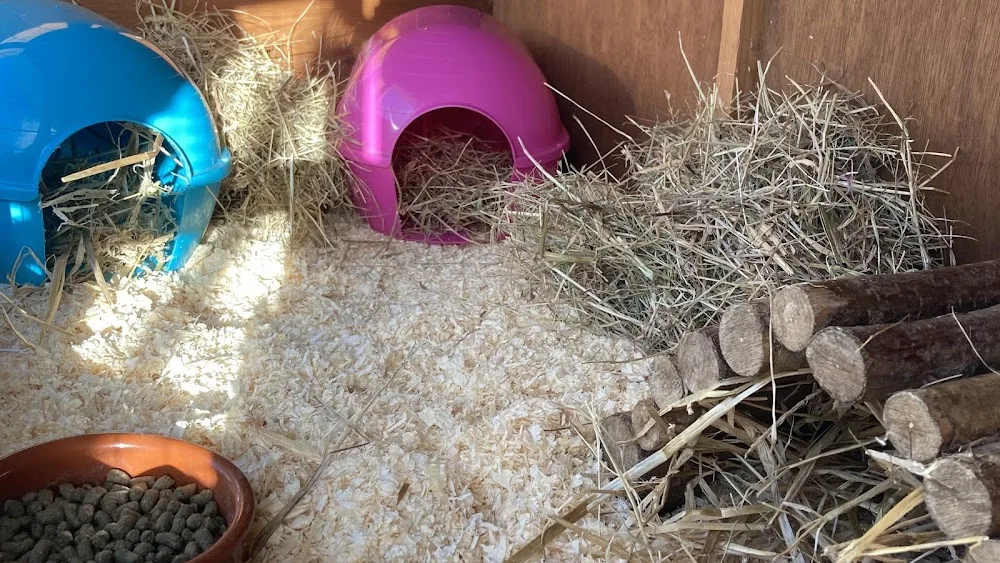 A Wheek Away - Guinea Pig Holidays - Haywards Heath pet otel