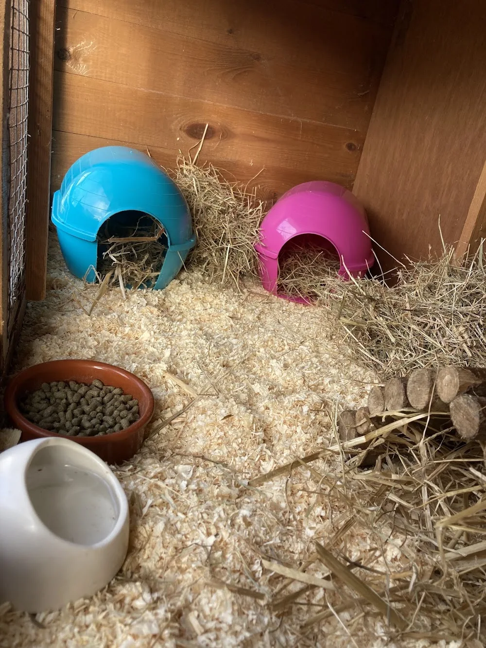 A Wheek Away - Guinea Pig Holidays - Haywards Heath pet otel görseli 3