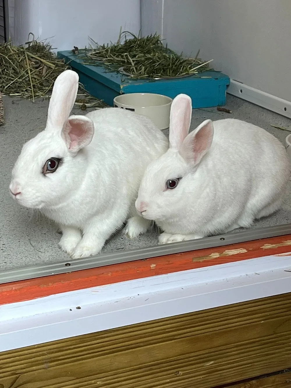 Applewood Rabbit Boarding - Haywards Heath pet otel görseli 3