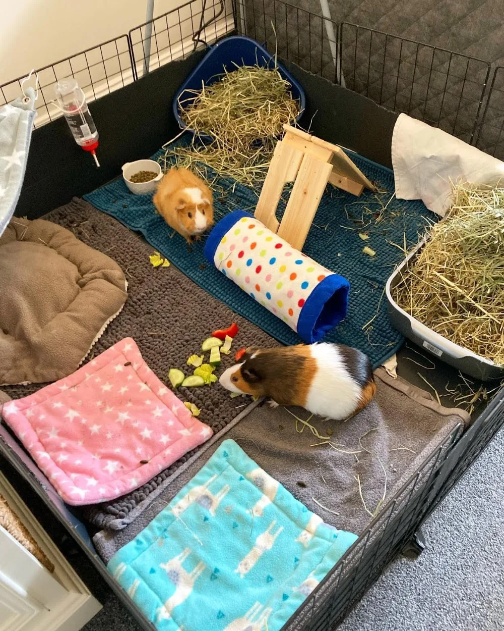 Fluffies & Friends - small animal boarding - Haywards Heath pet otel