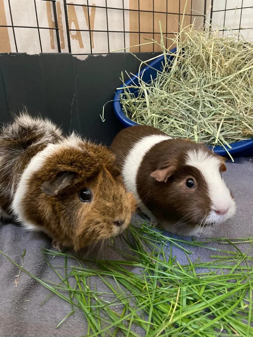 Fluffies & Friends - small animal boarding - Haywards Heath pet otel görseli 3
