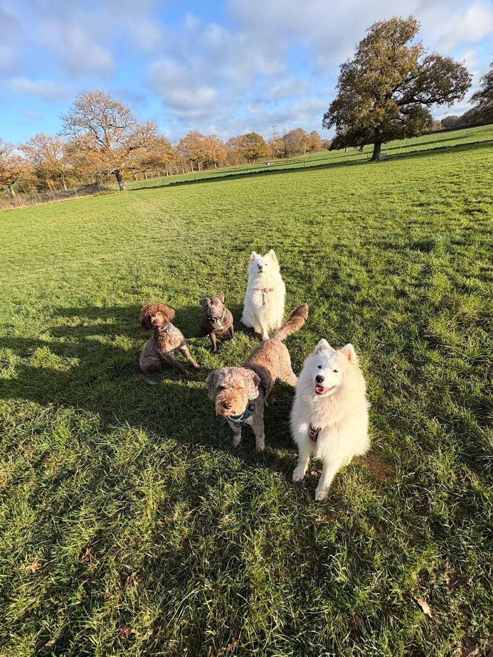 Mogsters & Dogsters - Haywards Heath pet otel görseli 3