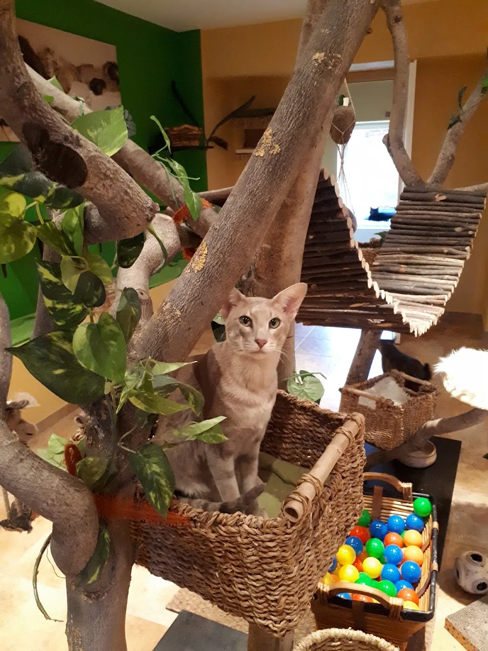 Katzenpension Luna - Heidelberg pet otel görseli 3
