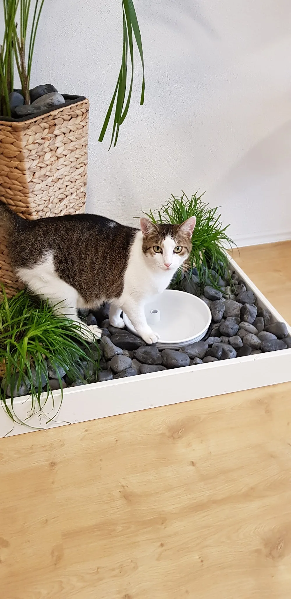 Hotel Stubentiger - Helmstadt-Bargen pet otel