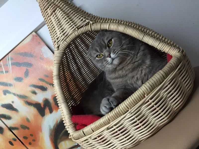 Katzenpension Kittys-Holidays & Homesitting-Service - Helmstadt-Bargen pet otel