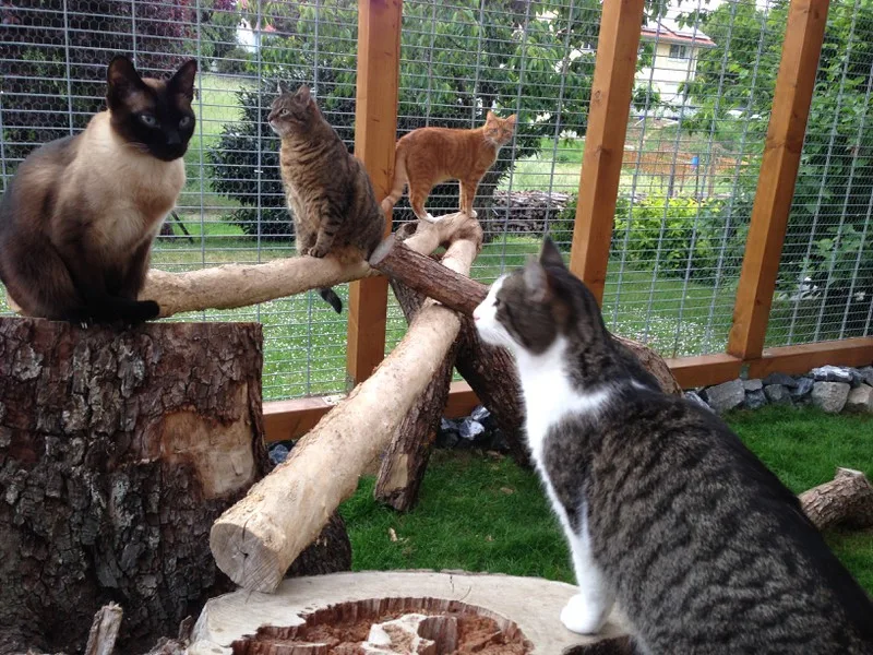 Katzenpension Kittys-Holidays & Homesitting-Service - Helmstadt-Bargen pet otel görseli 7