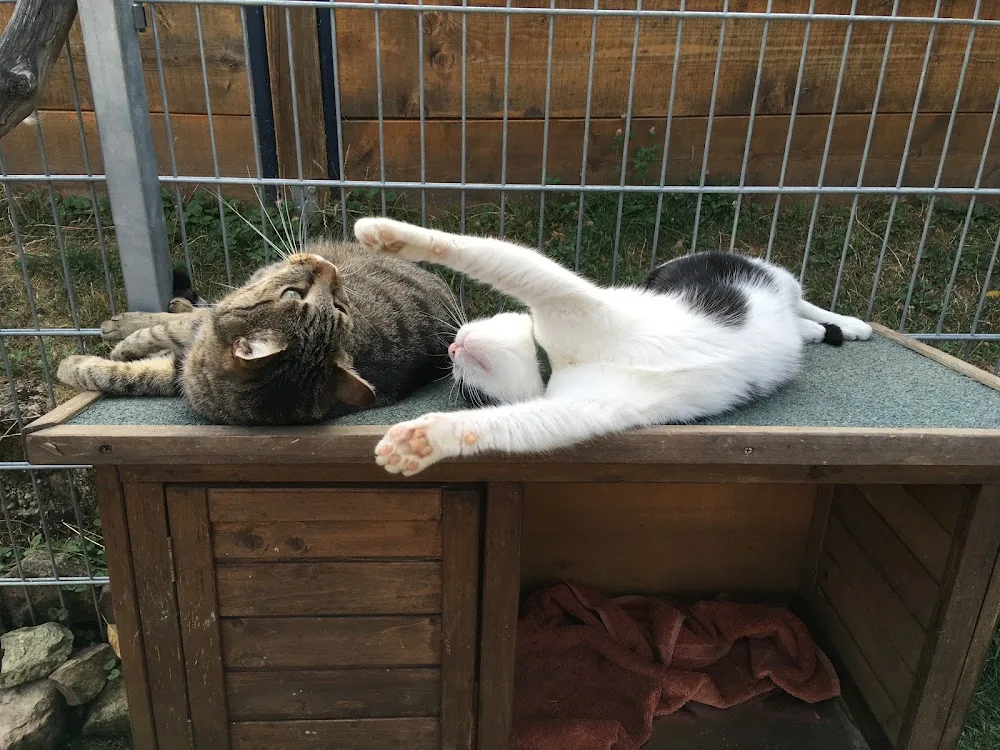 Katzenpension-Kraichgau - Helmstadt-Bargen pet otel