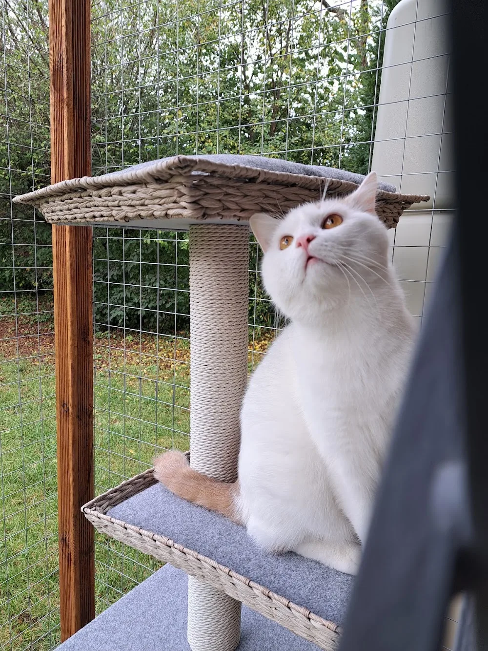 Katzenpension Miezhaus u. Homesitting - Helmstadt-Bargen pet otel