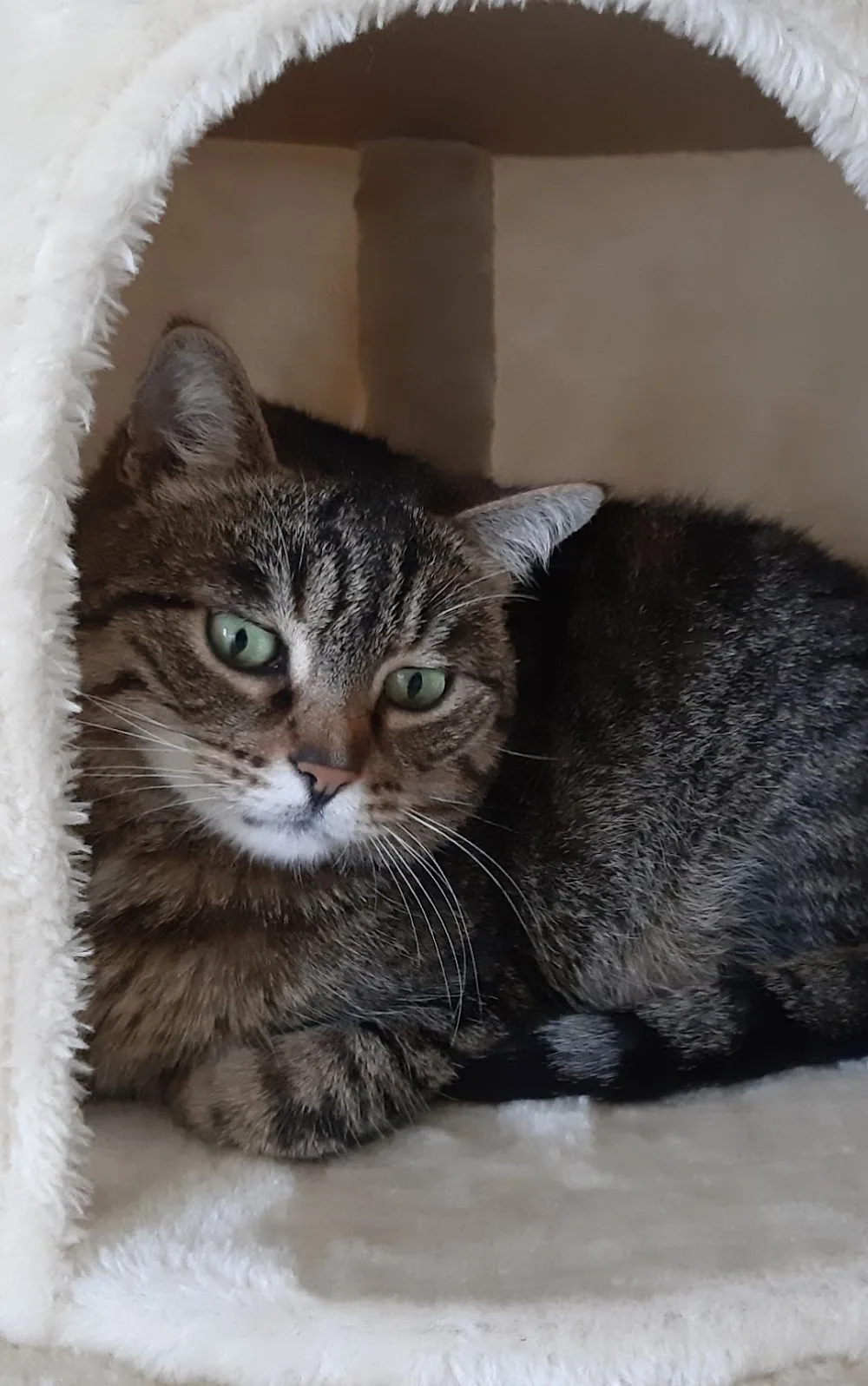 Katzenpension Miezhaus u. Homesitting - Helmstadt-Bargen pet otel görseli 3
