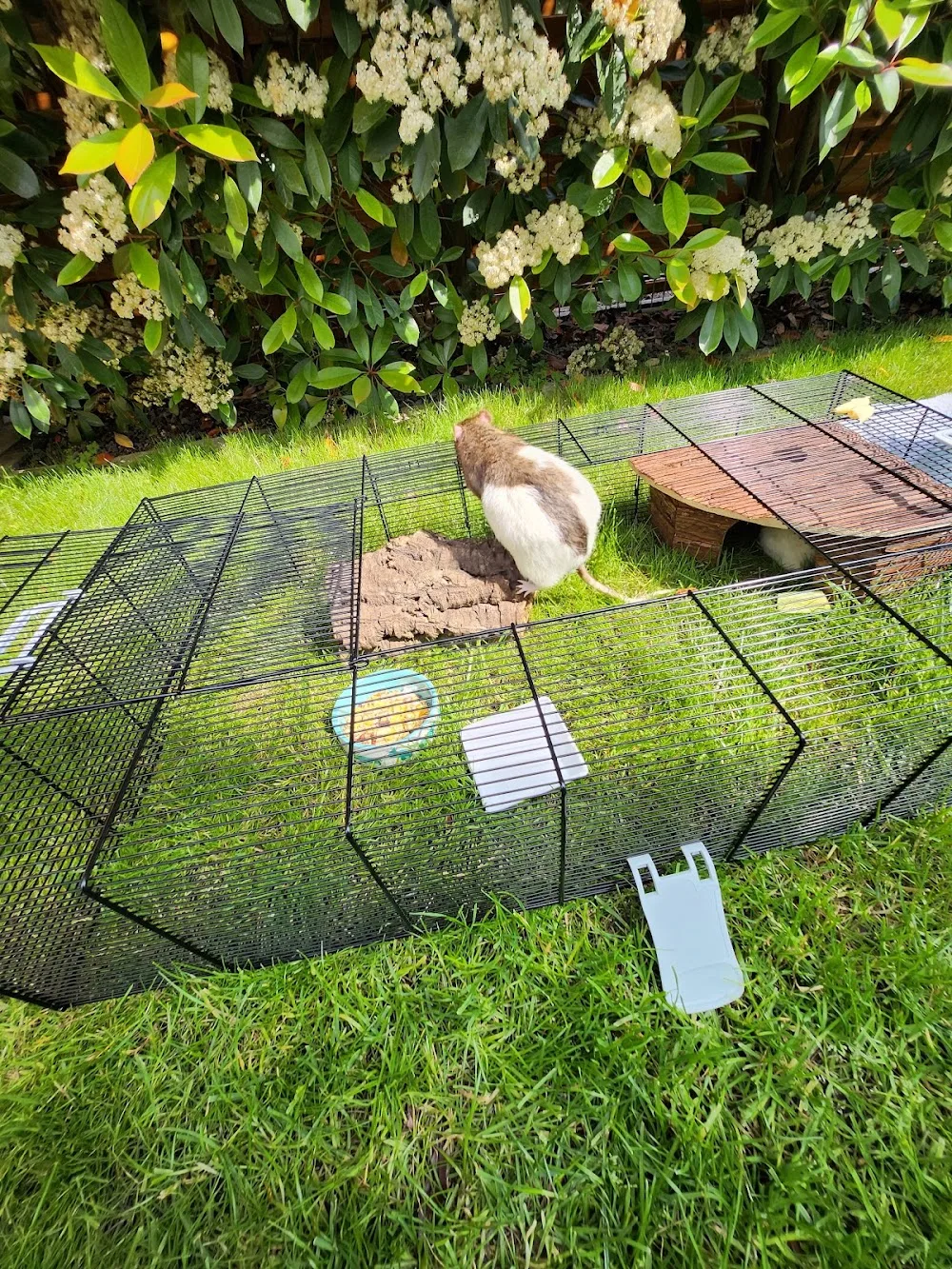 Tierpension Happy Feet - Helmstadt-Bargen pet otel görseli 7