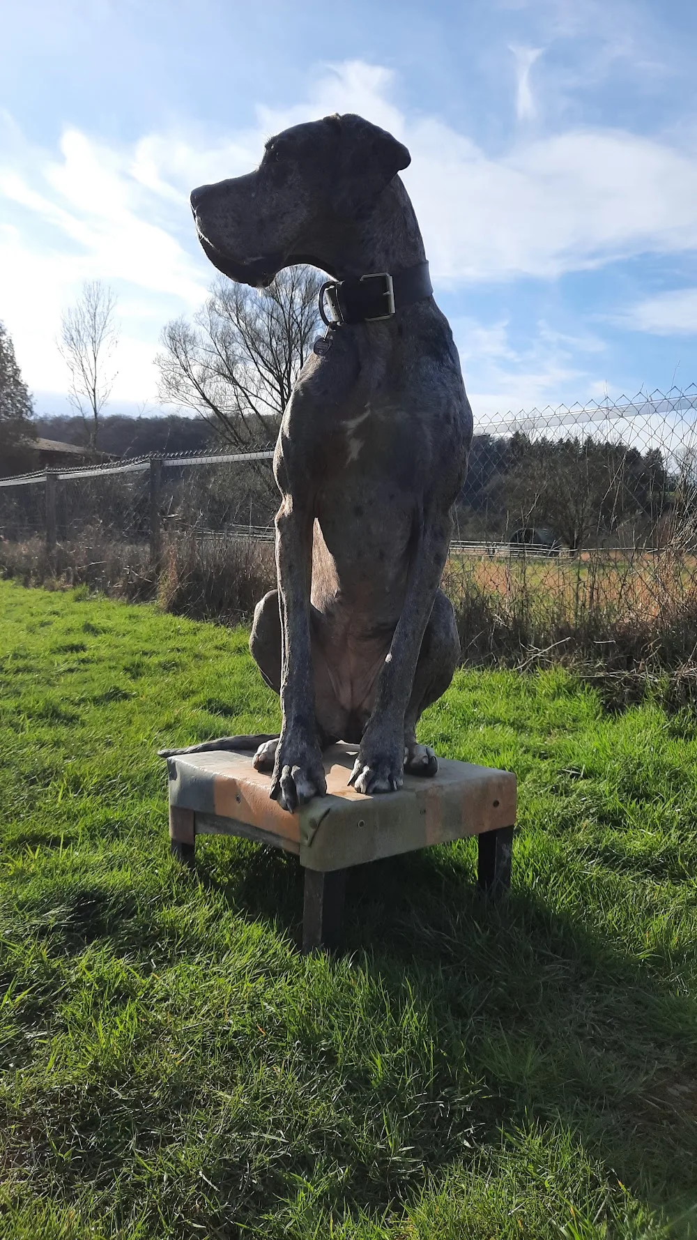 Villa Tatze - Hundepension - Helmstadt-Bargen pet otel görseli 3
