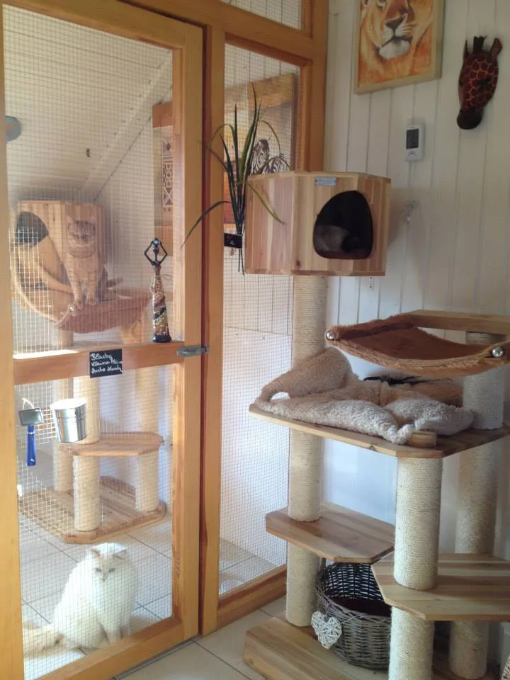 Wellness - Katzenpension Marhöfer - Helmstadt-Bargen pet otel
