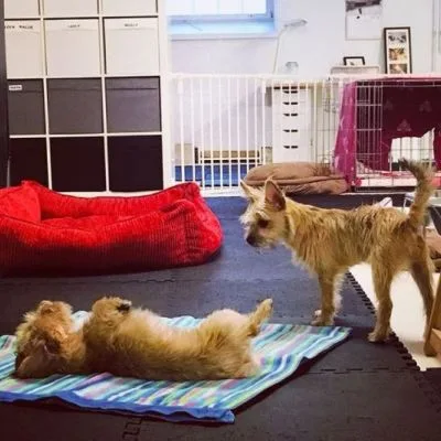 Dagis Rööperi - Helsinki pet otel görseli 7