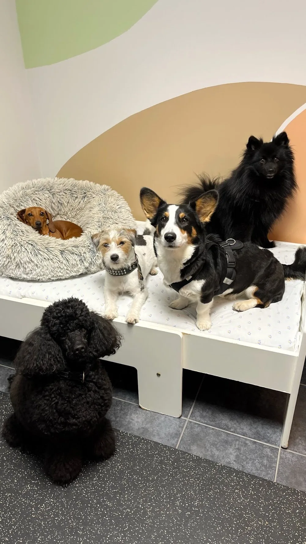 Hännänheiluttajat - Helsinki pet otel
