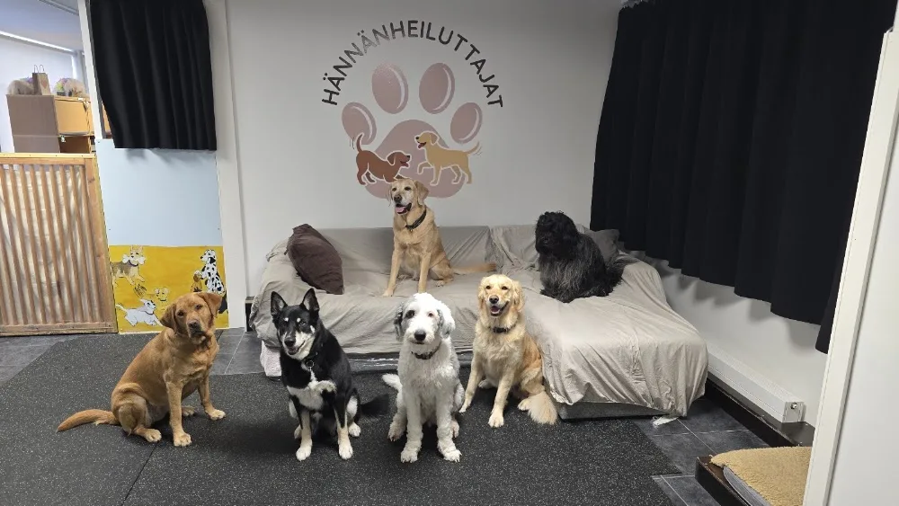 Hännänheiluttajat - Helsinki pet otel görseli 3