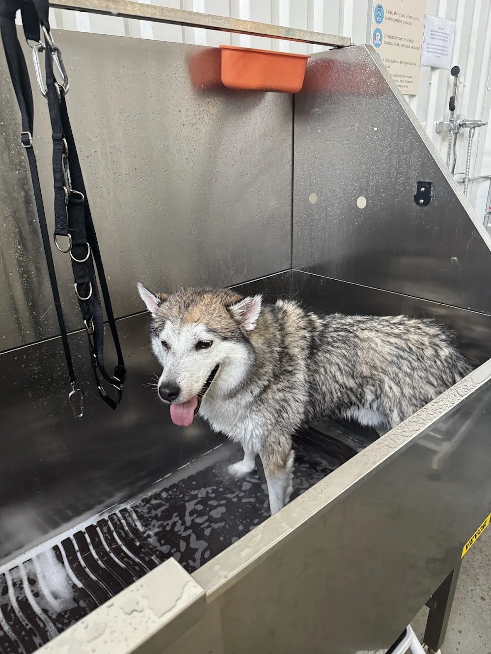 Koirapesula Kenai - Helsinki pet otel görseli 3