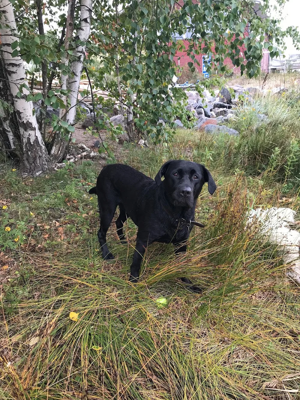 Puistokujan Oy - Helsinki pet otel görseli 3