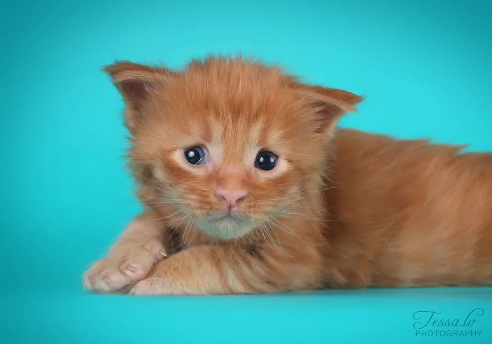 Valeroy Gratz*FI Maine Coon Kissala - Helsinki pet otel