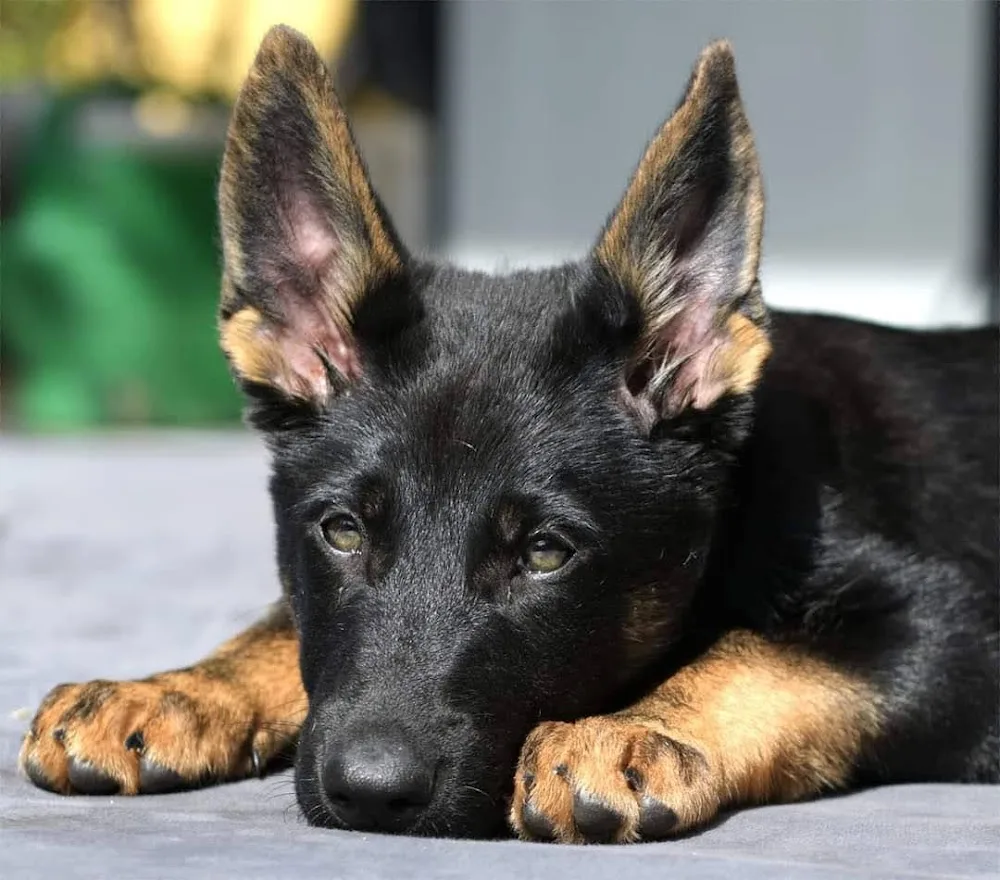 Hundewelt Duwensee - Henstedt-Ulzburg pet otel görseli 2