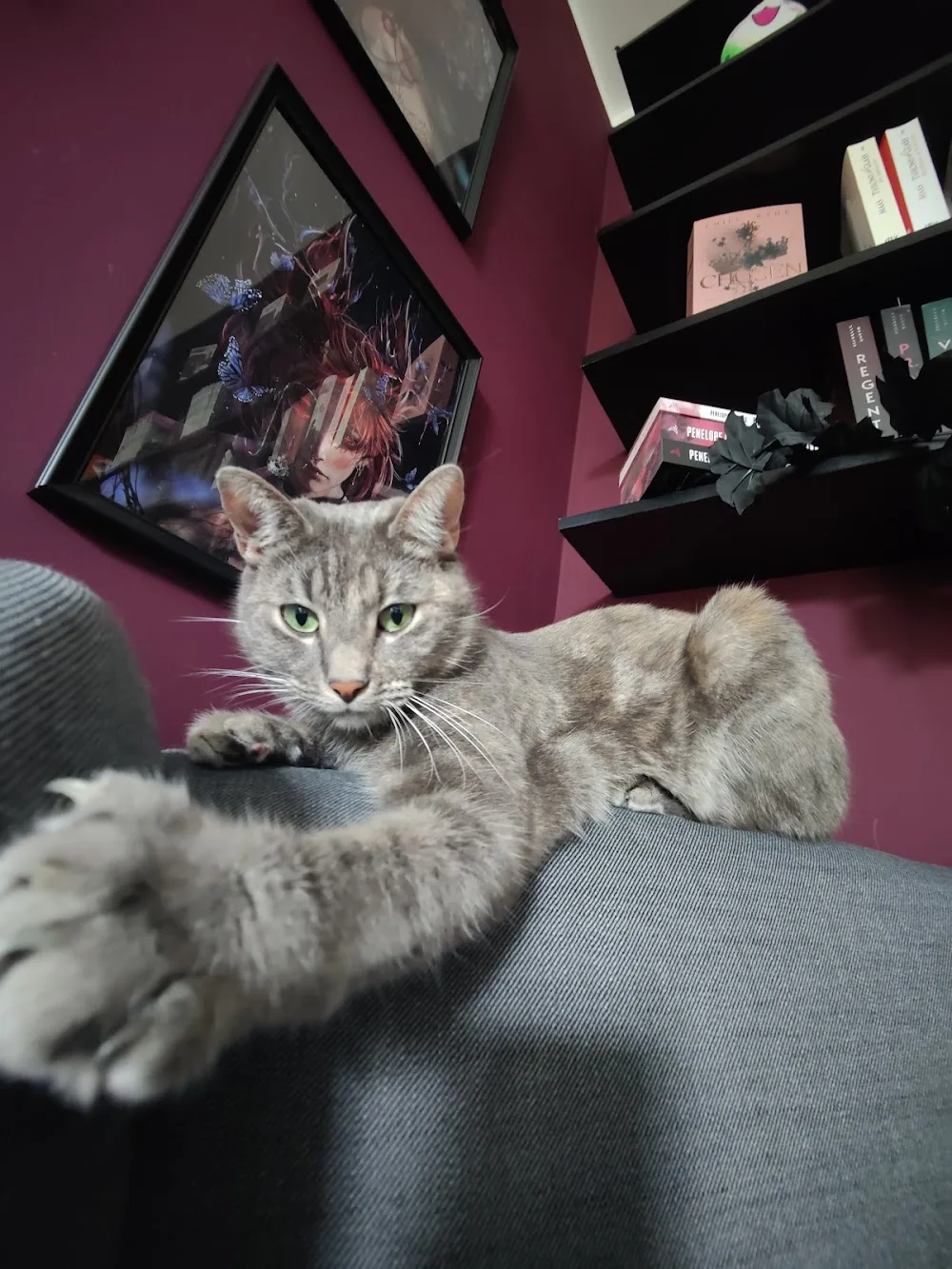 Katzen-Nanny Anja Ludwig Katzenbetreuung bei Ihnen Zuhause - Henstedt-Ulzburg pet otel