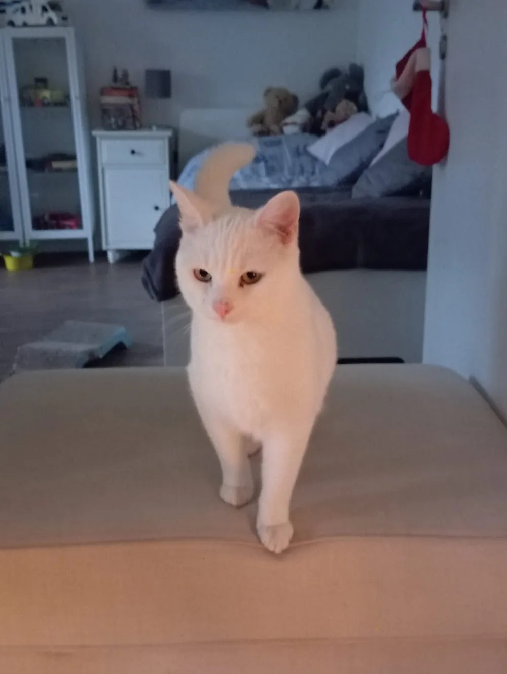 Katzen-Nanny Anja Ludwig Katzenbetreuung bei Ihnen Zuhause - Henstedt-Ulzburg pet otel görseli 3