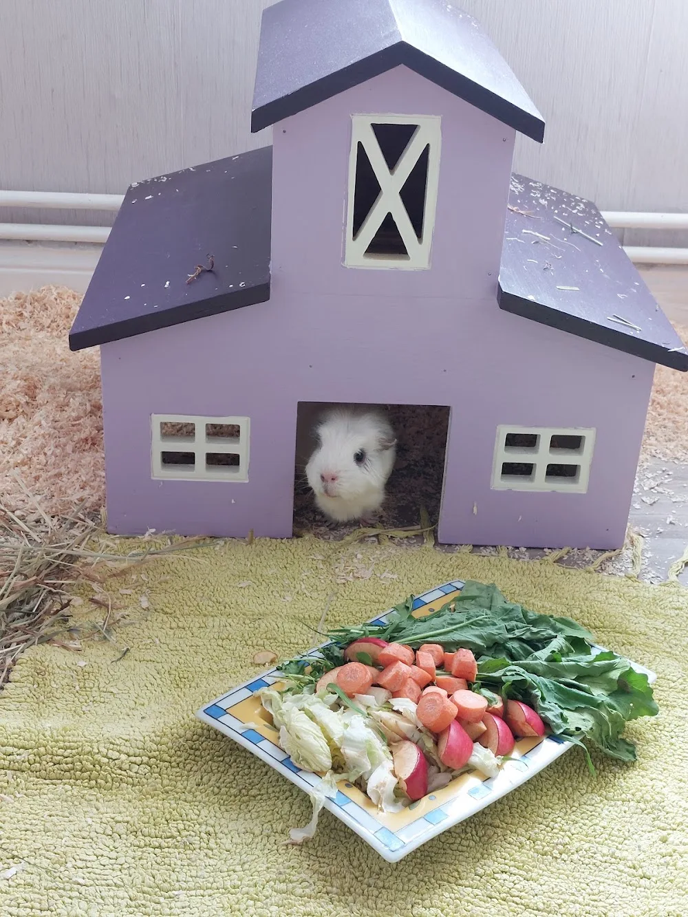 Tierpension Neumünster - Henstedt-Ulzburg pet otel