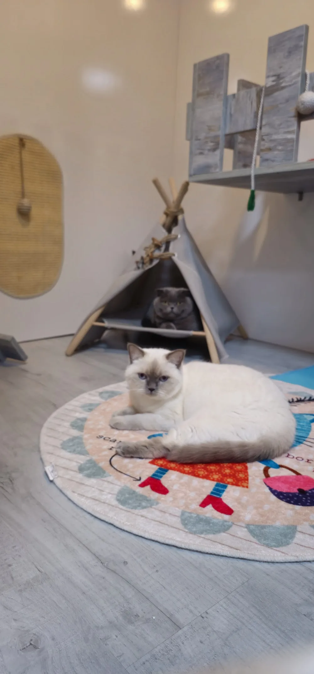 Hepsi Patime Cat's Hotel | Antalya Kedi Oteli - xPet Otel görseli 15