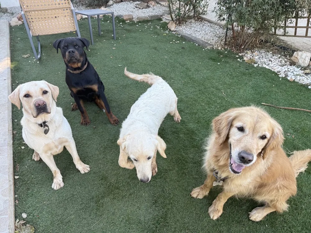A la coloc des toutous Pension pour chien - Hérault pet otel görseli 3
