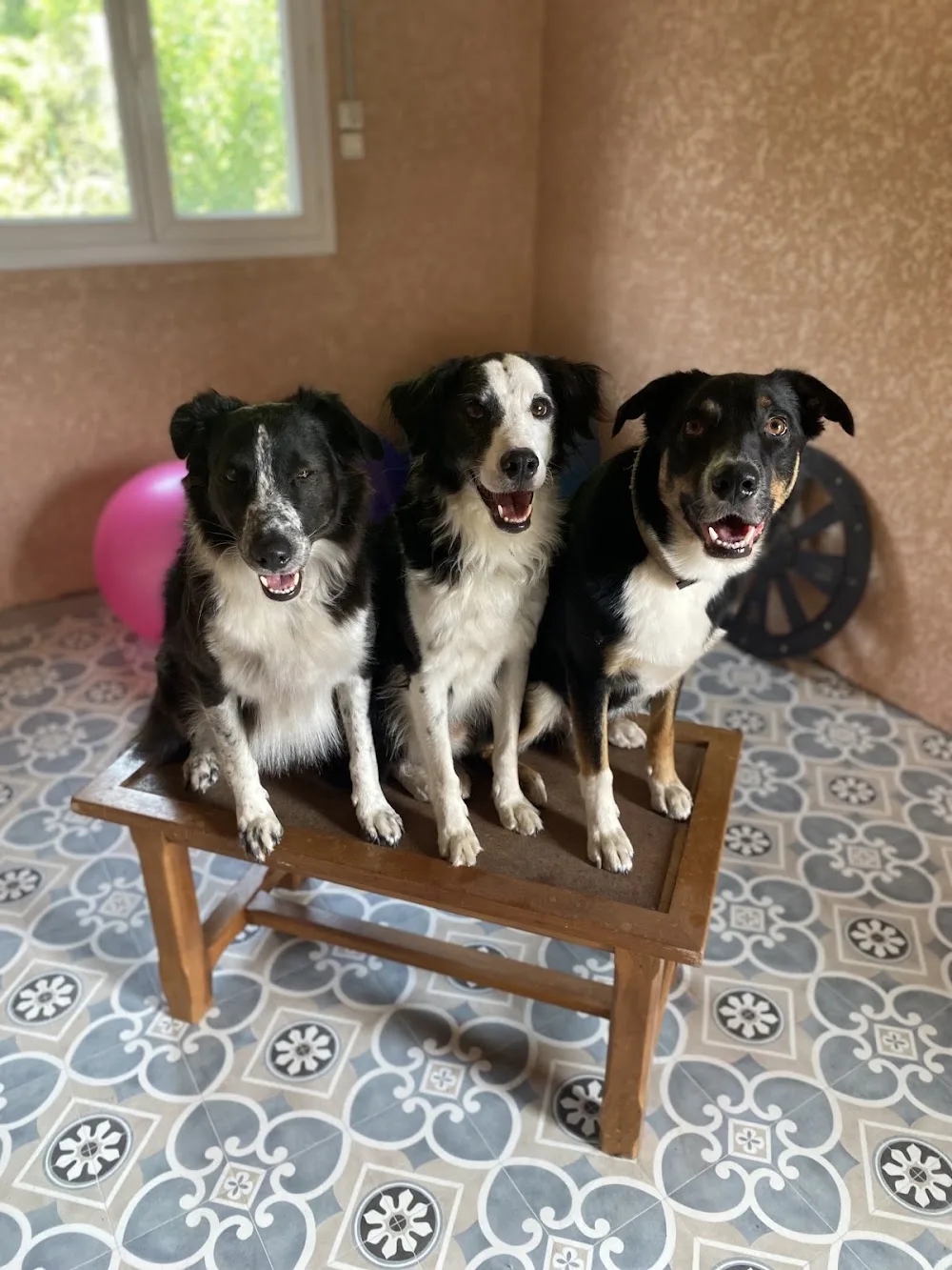 Aime ton chien (pension et éducation) - Hérault pet otel