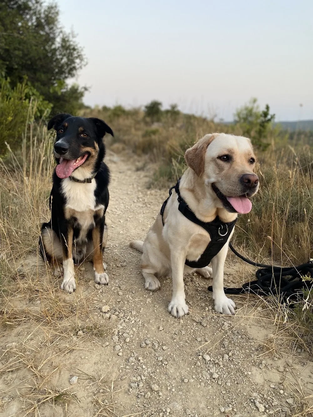 Aime ton chien (pension et éducation) - Hérault pet otel görseli 3