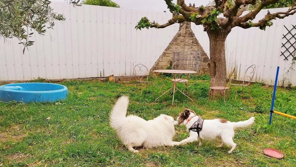 Aloha Dogs - Hérault pet otel görseli 2