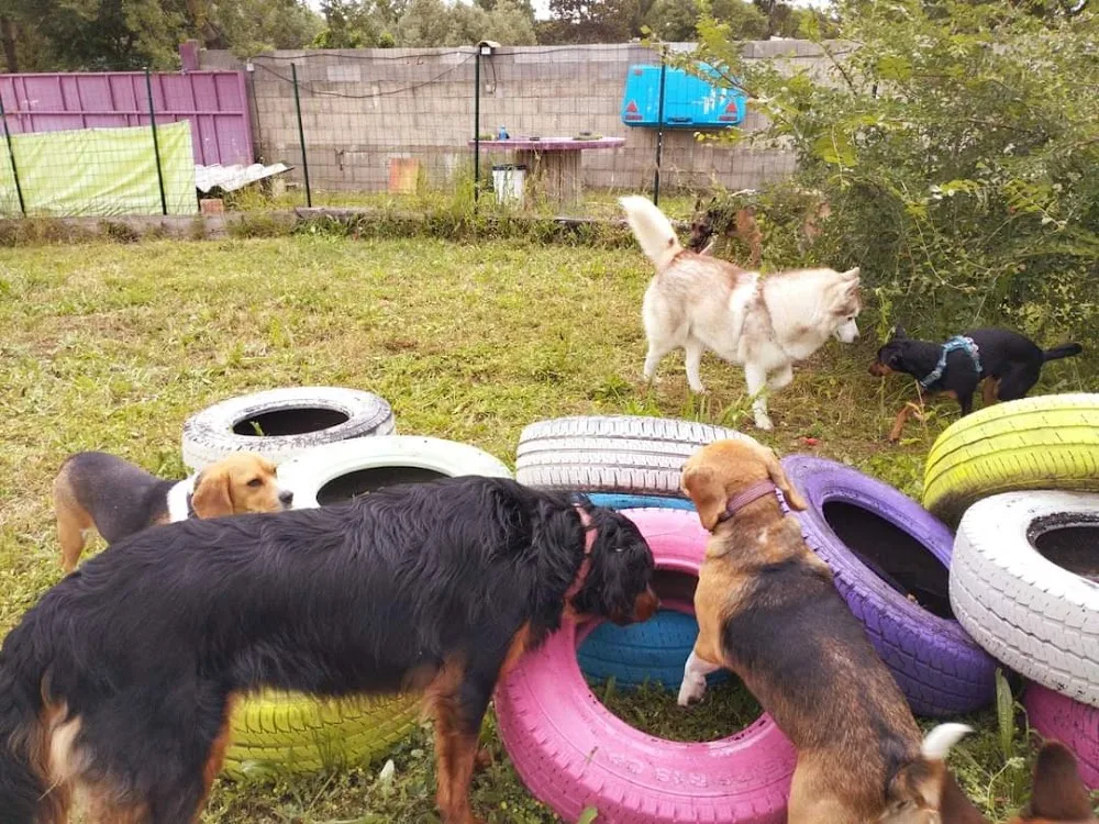 Aloha Dogs - Hérault pet otel görseli 3