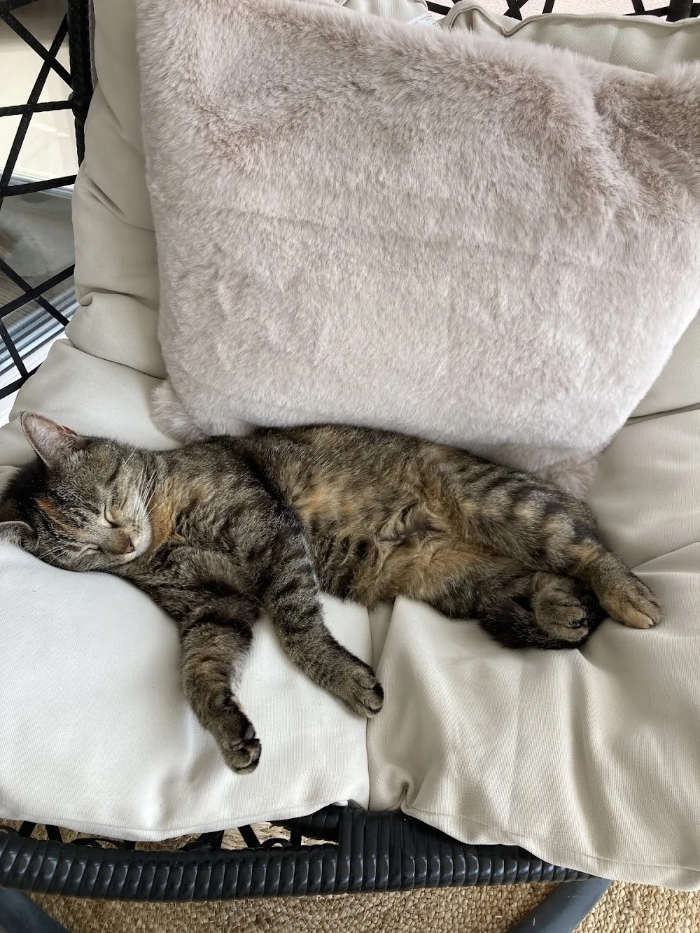 Au Royaume du Chat - Hérault pet otel